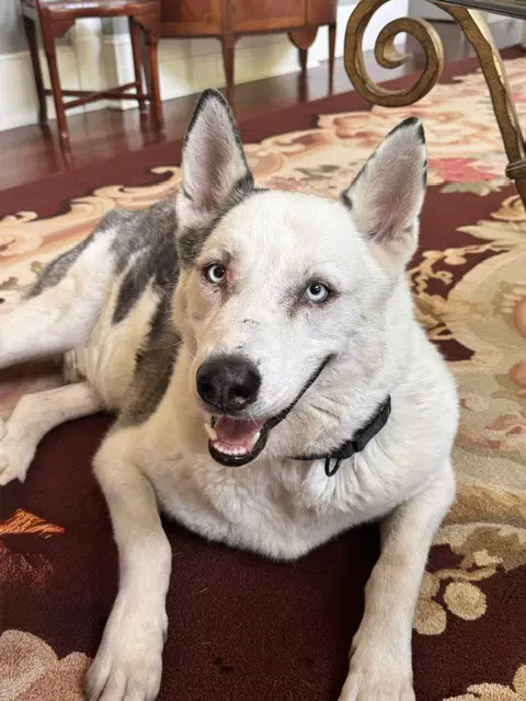 Biggie Smalls - Siberian Husky