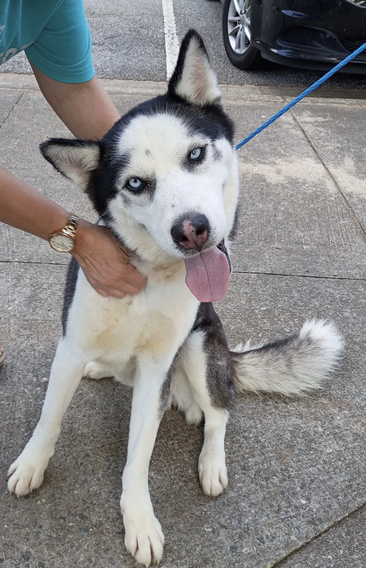 Rico - Siberian Husky
