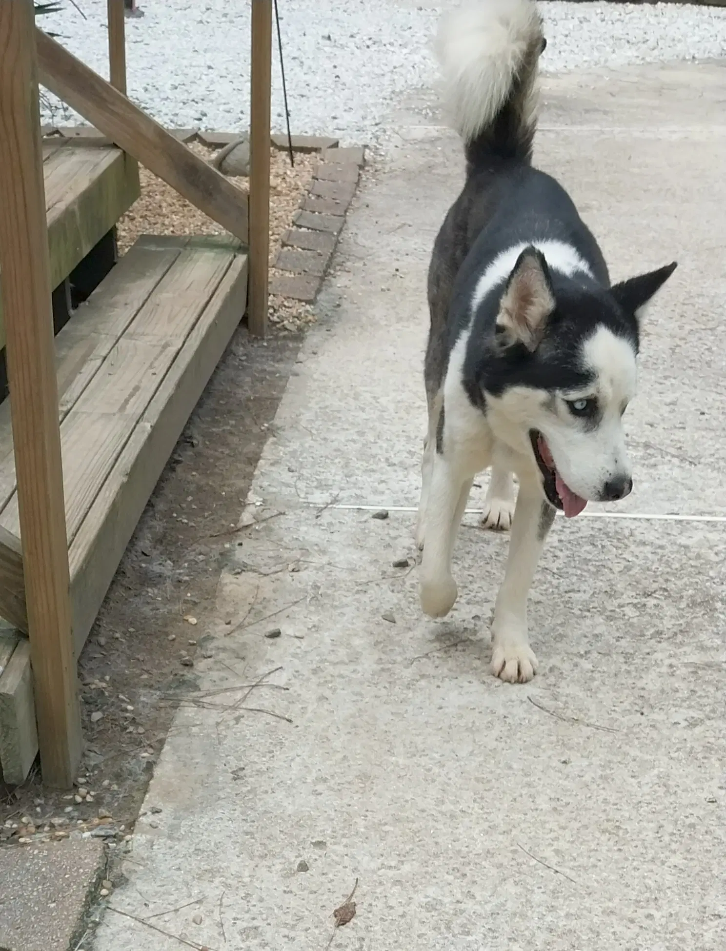 Rico image 3