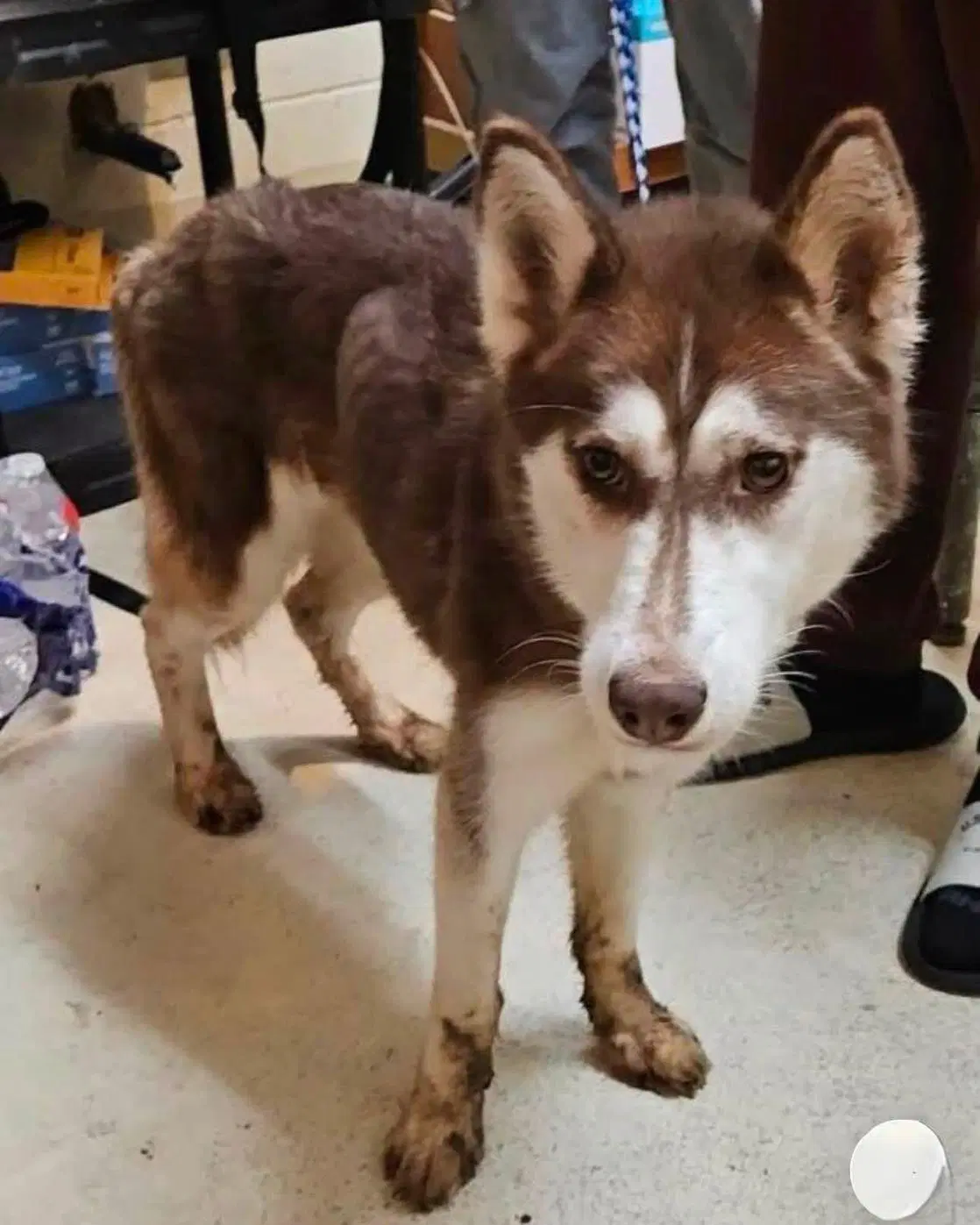 Mariah - Siberian Husky