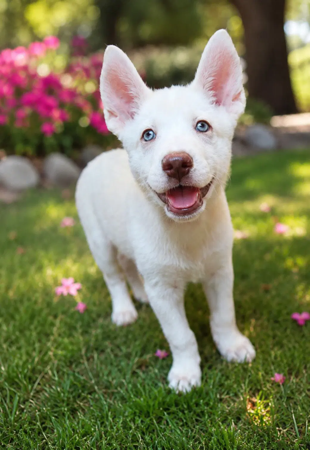 The Chili Peppers - Husky