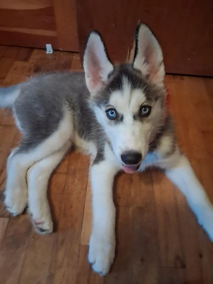 Zuko