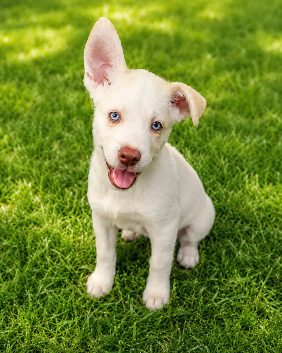 Chuck - Siberian Husky