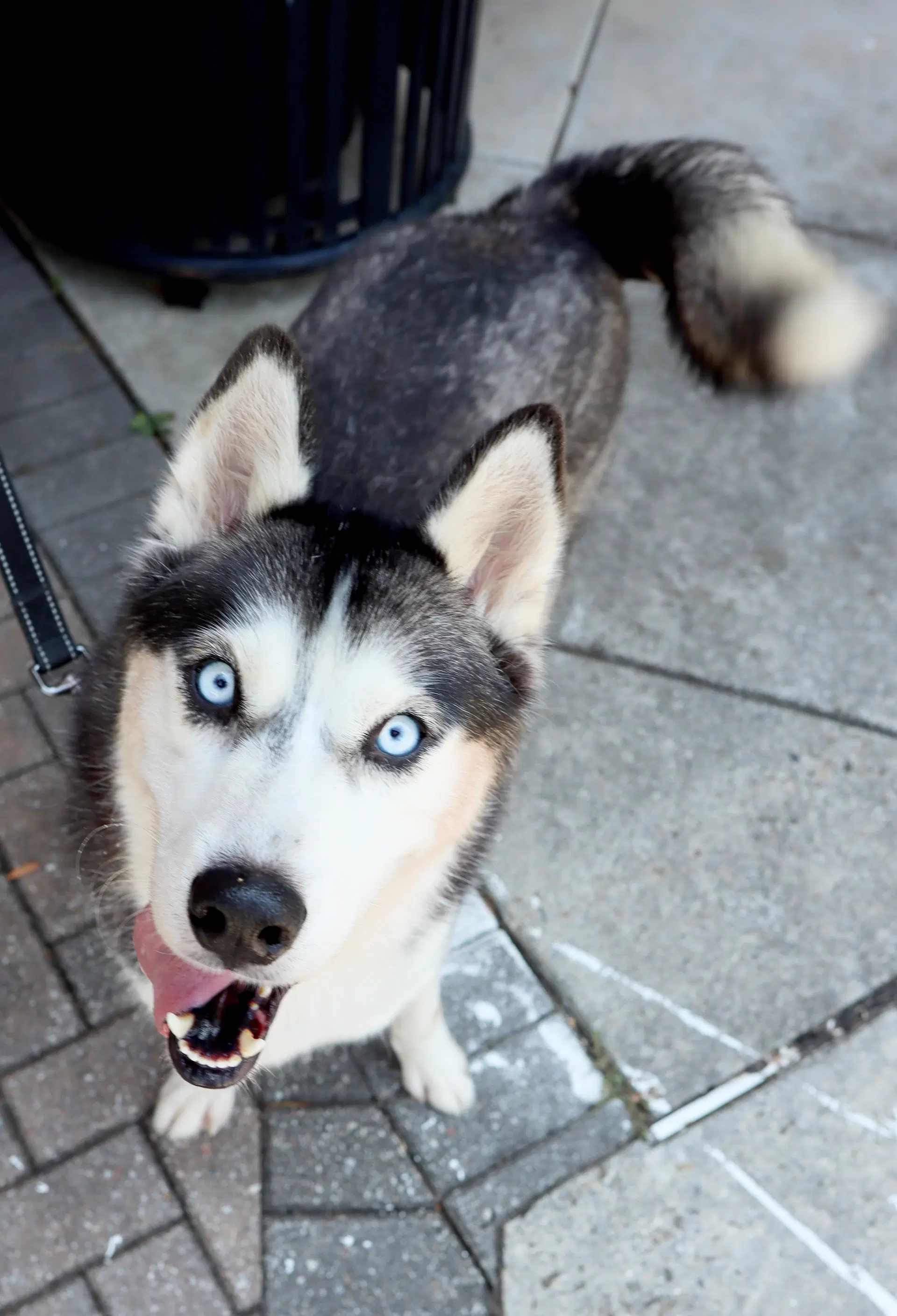 Emma - Siberian Husky