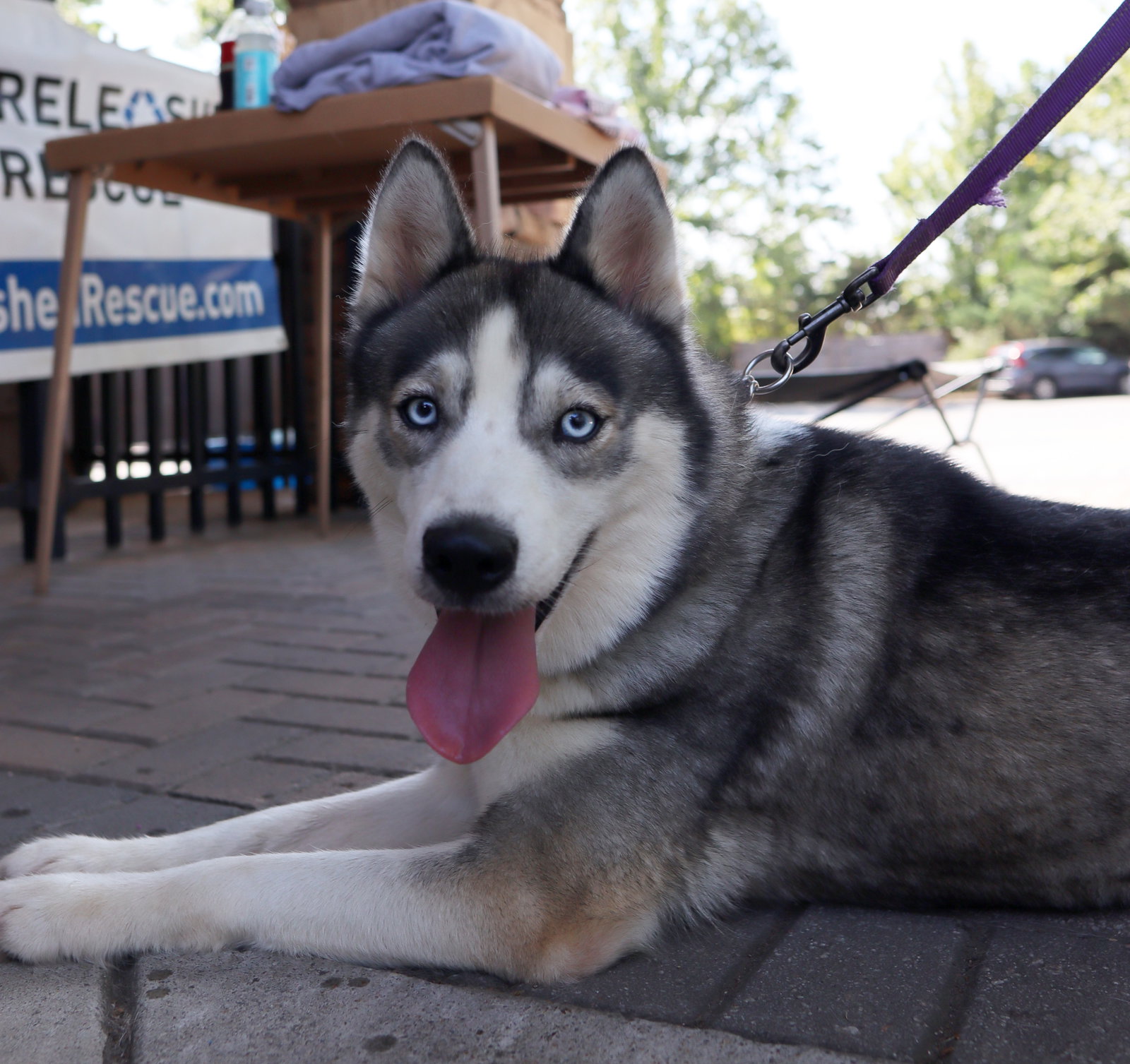 Mika, Siberian Husky