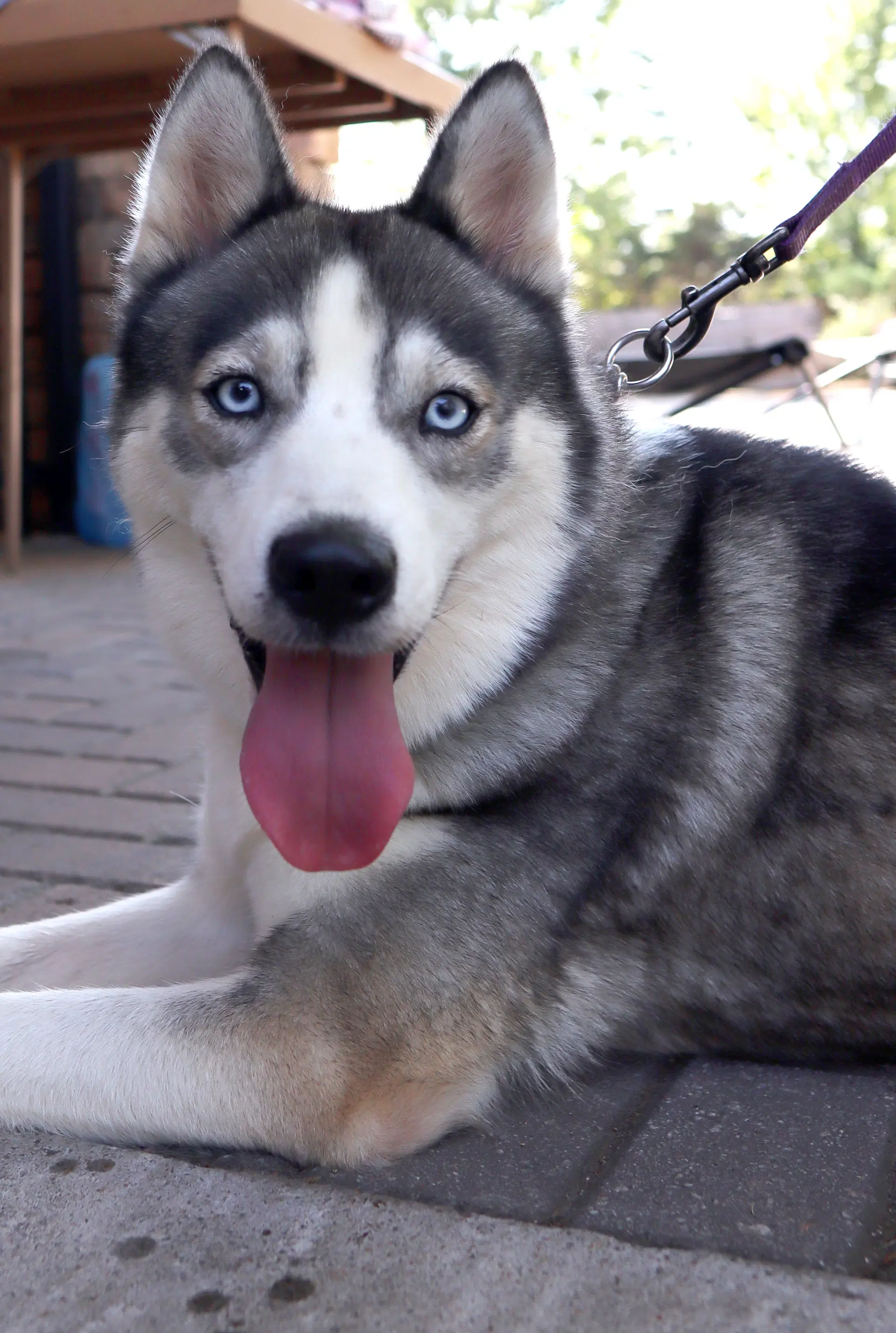 Mika image 3