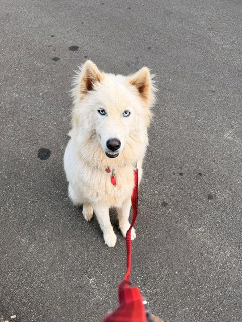 Yuki, Siberian Husky