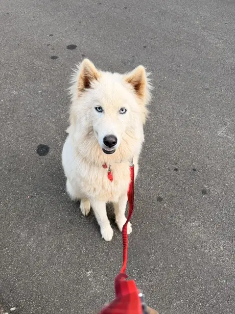 Yuki - Siberian Husky