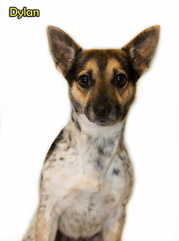 Jack russell and australian cattle store dog mix