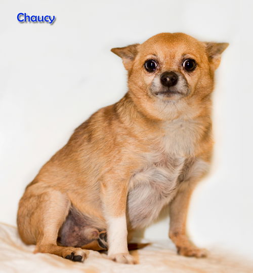 Chaucy