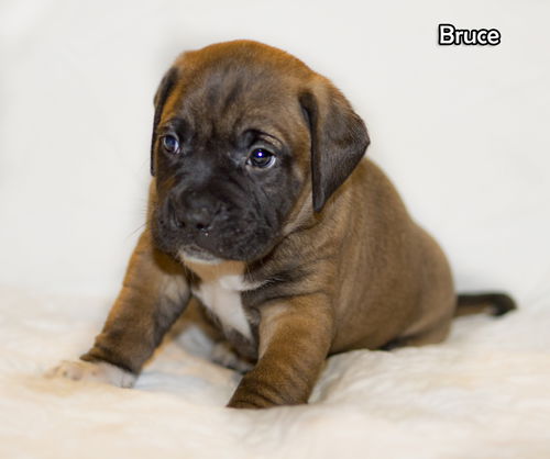 Bruce