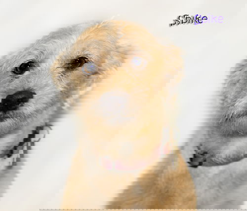 Spike
