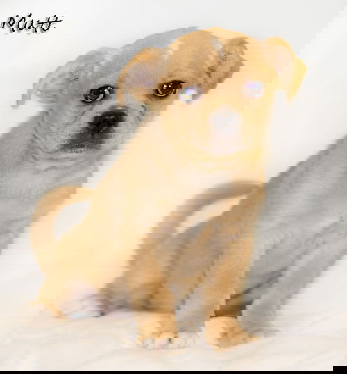 Mutt