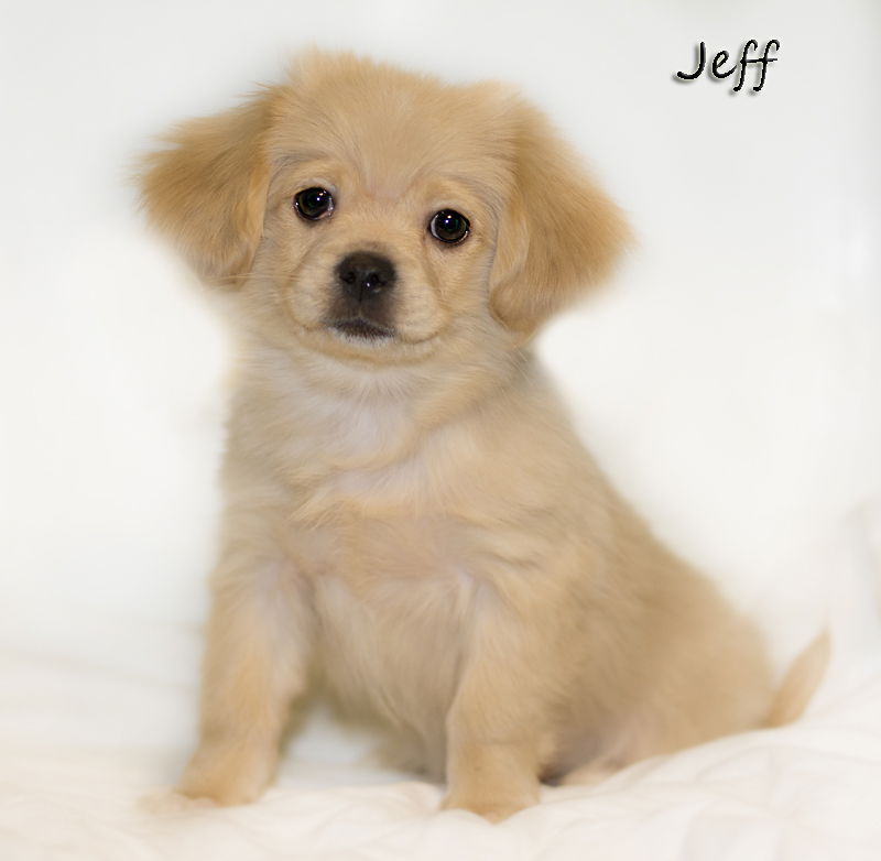 Lhasa apso chihuahua mix hot sale dog