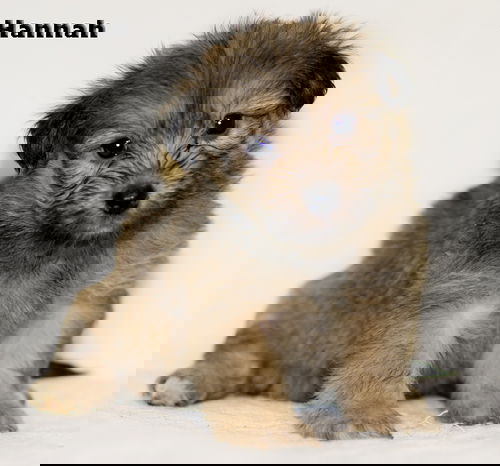 Hannah