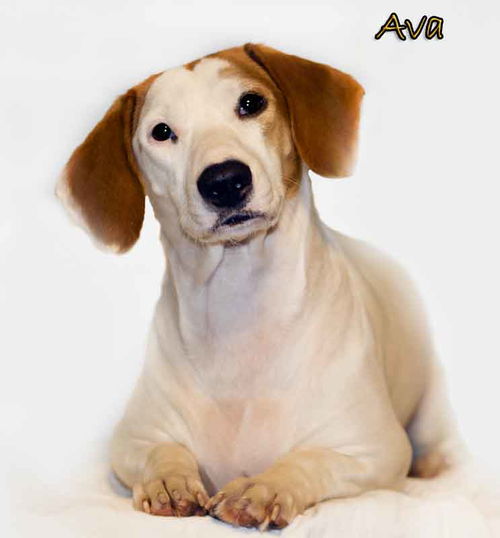 Ava