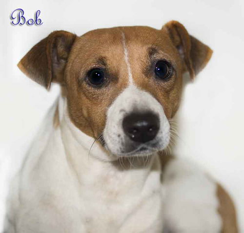 Bob
