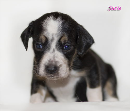 Suzie