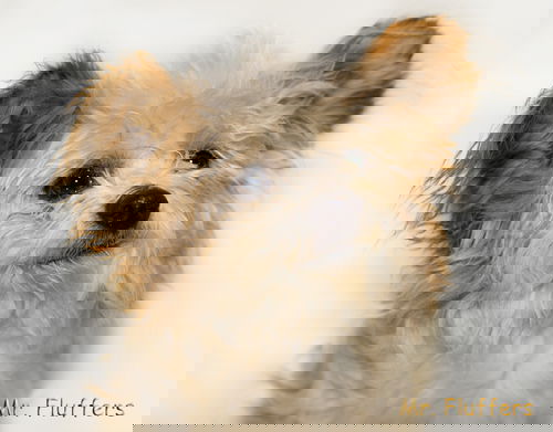 Mr Fluffers