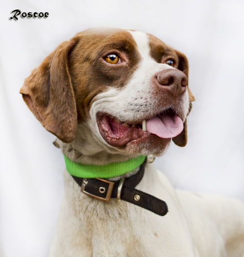 Roscoe