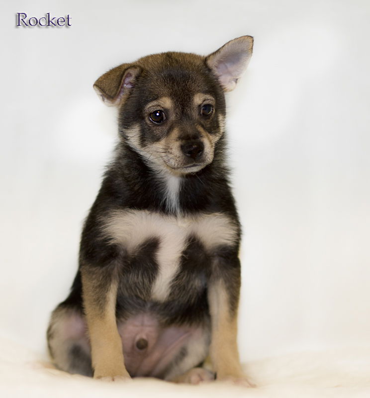 Pomeranian best sale rat terrier