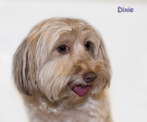 Dixie