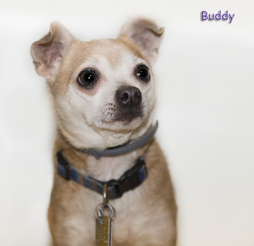 Buddy
