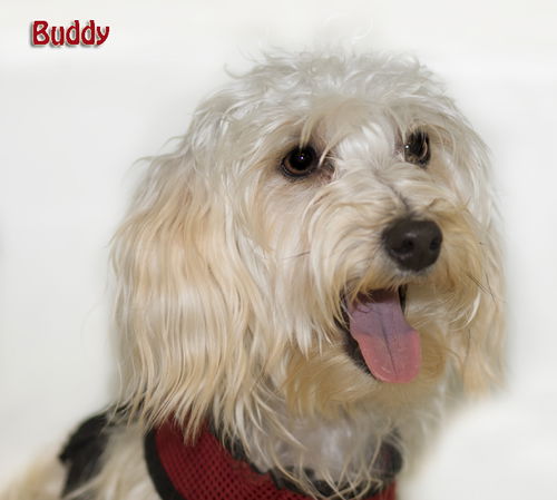 Buddy