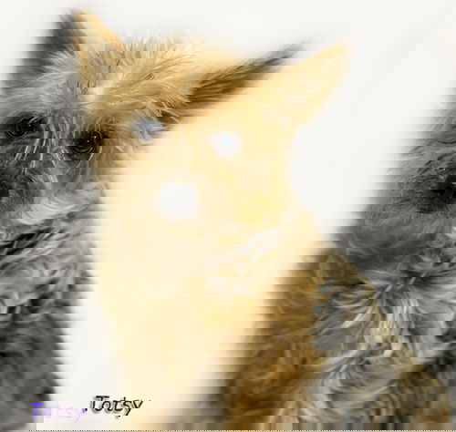 Totsy