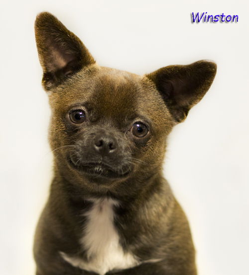 Winston