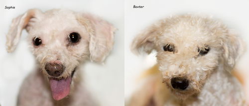 Baxter & Sophie