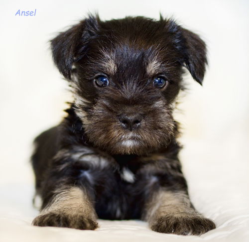 Ansel