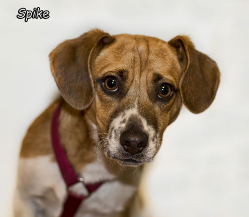 Spike