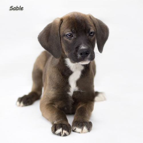 Sable