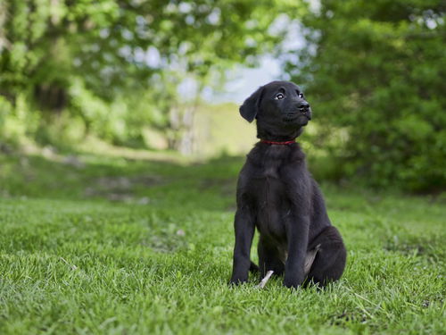 Female Puppy