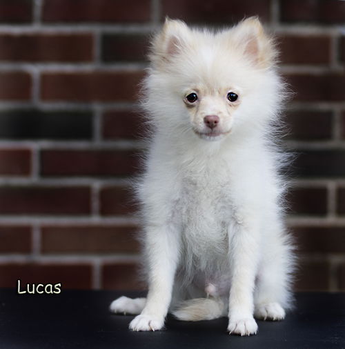 Lucas