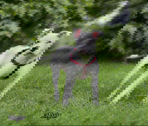 Major