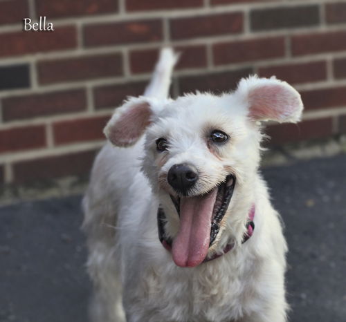 Bella