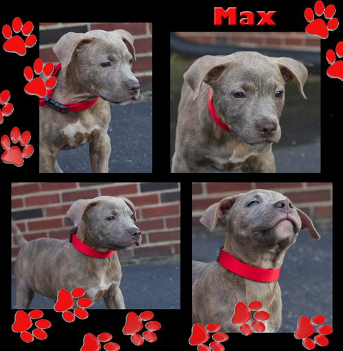 Max