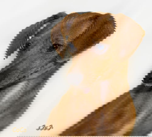 Coco