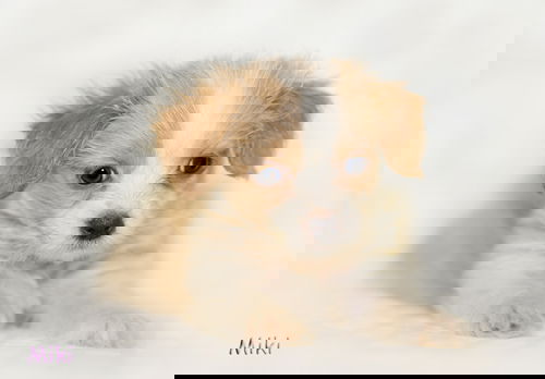 Miki