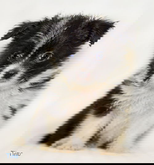 Tino