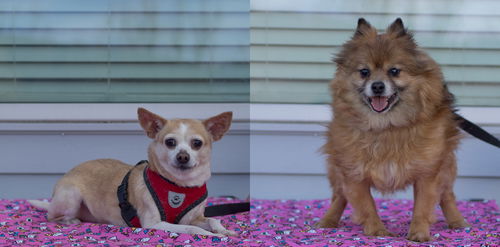 Missy & Tiki