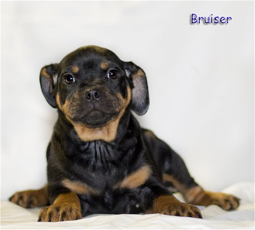 Bruiser's Web Page