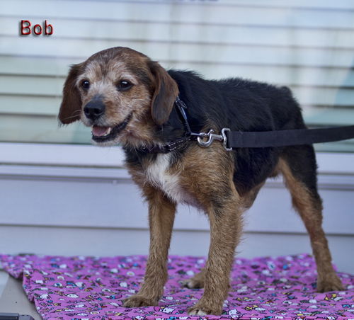 Bob