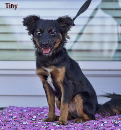 Tiny