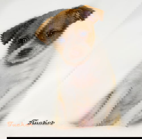 Tucker