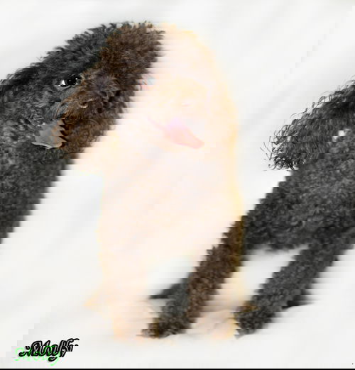Molly