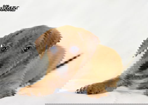 Kiona