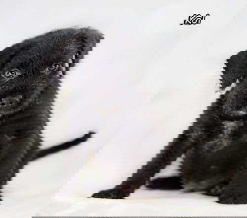 Kol